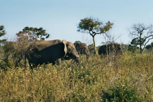 Eine Elefantenherde