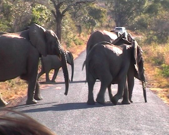 Elefanten kreuzen den Weg